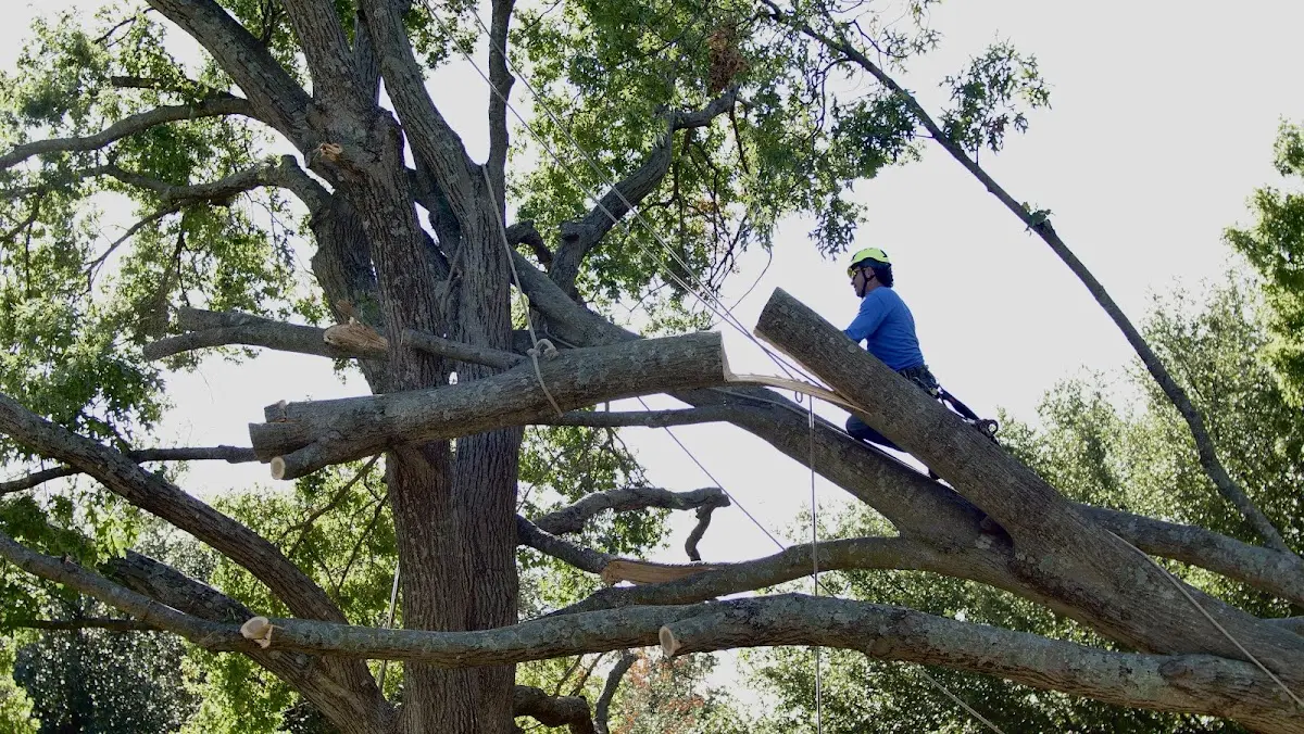Professional Crown Thinning performed by certified arborists in Suffield