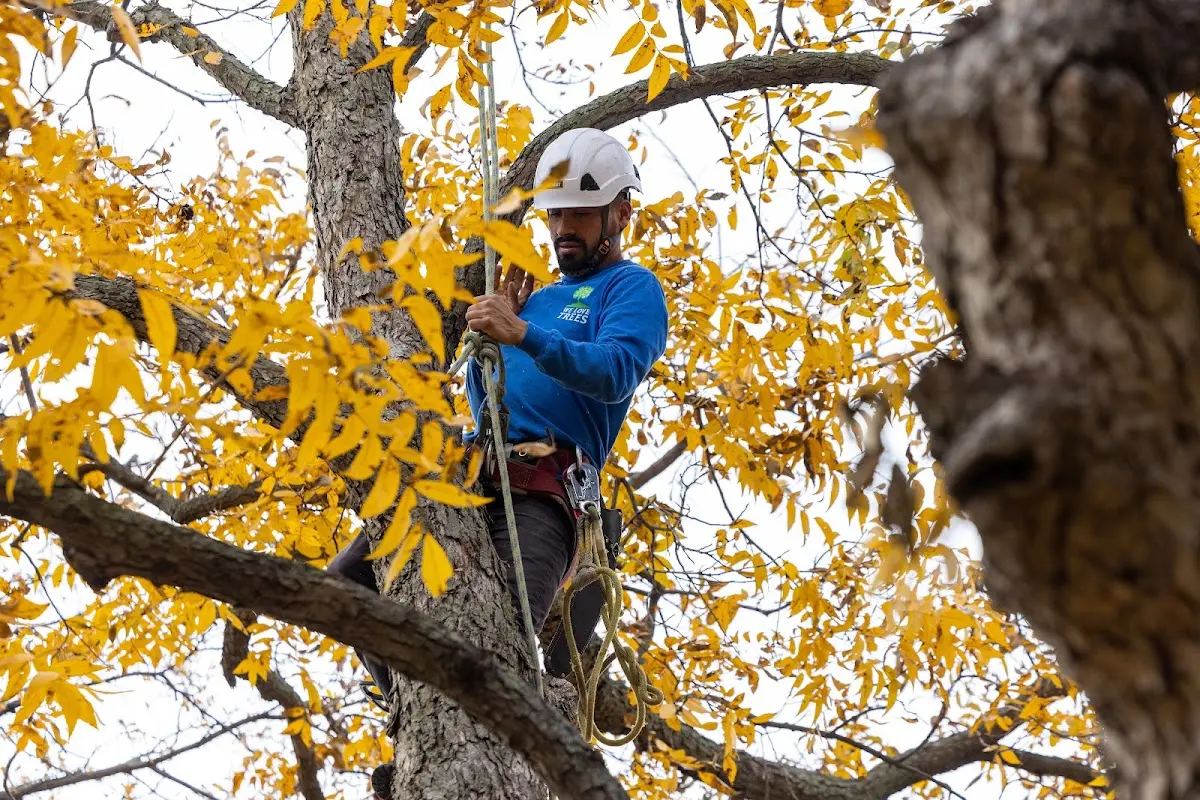 Skilled Tree Disease Treatment crew working in Suffield